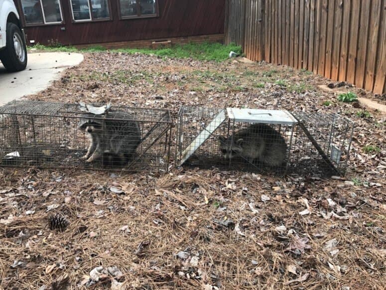 Racoons