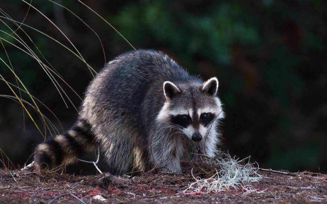 Raccoons, Rabies, and Canine Distemper in Charleston